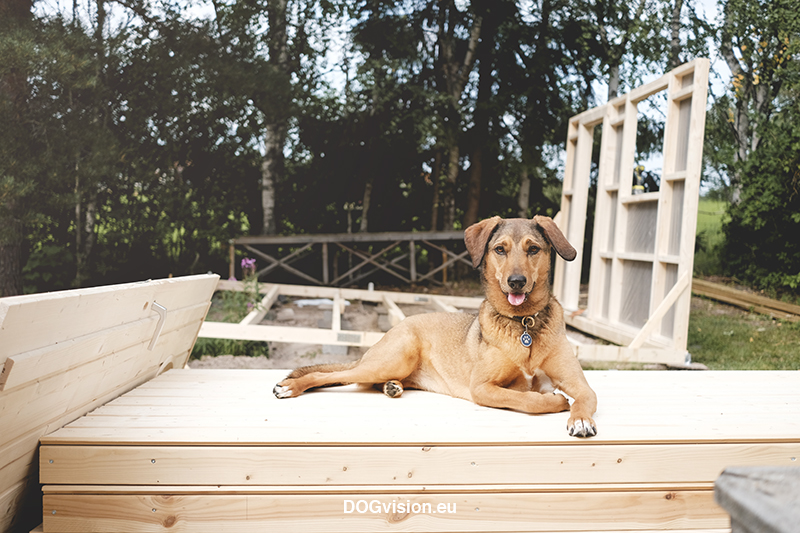 Fenne Kustermans, building a cabin in the garden, cabin project, dog photography Sweden, dog photographer, www.DOGvision.eu