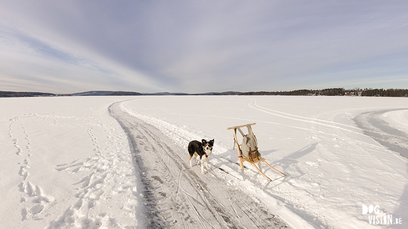 Kicksled (spark) Sweden, running with dogs, lake life, Dalarna, winter outdoor activities, www.DOGvision.eu