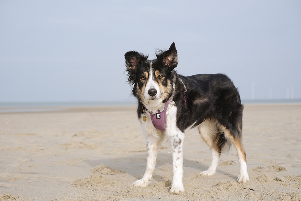 Border Collie Lunatale Mogwai 12 years old, beach walk, www.DOGvision.eu