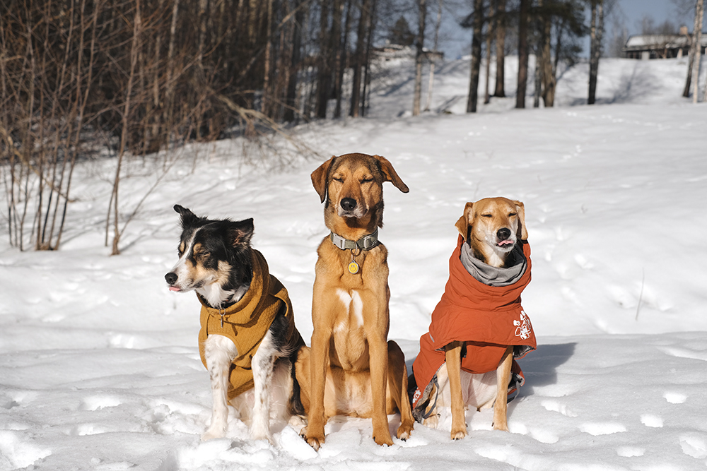 dog friends, #tongueouttuesday, dogs of Sweden, dog photography, www.DOGvision.eu