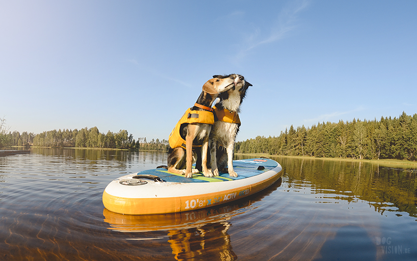 Sunset SUP with dogs, dog photography , gopro dog, blog on www.DOGvision.eu