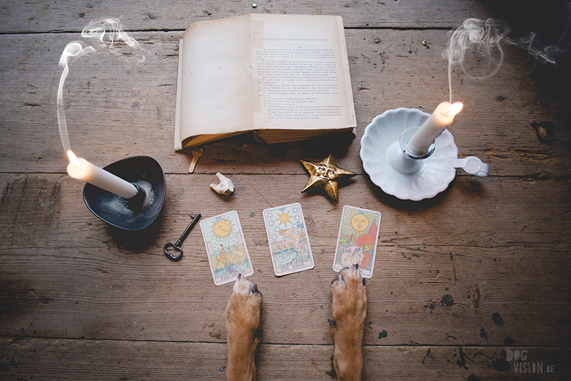 Occult day, tarot, dog photographer, European dog photographer, tarot reading, candles, witchcraft, www.dogvision.eu