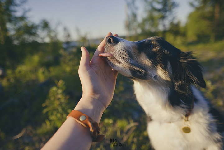 #TongueOutTuesday (21), dog photography Sweden, Dalarna, adventure dogs, exploring and hiking with dogs, lake life, www.DOGvision.eu