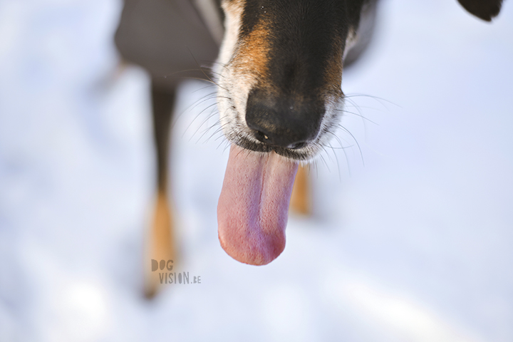 #TongueOutTuesday (51) | dog photography | www.DOGvision.be