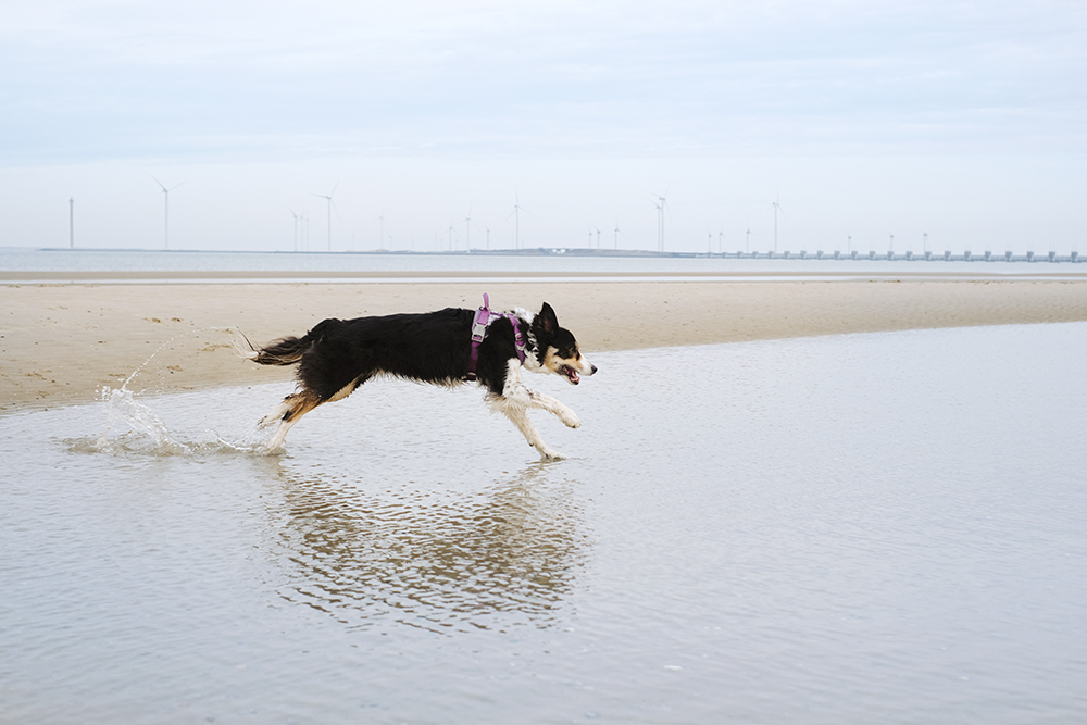 Border Collie Lunatale Mogwai 12 years old, beach walk, www.DOGvision.eu