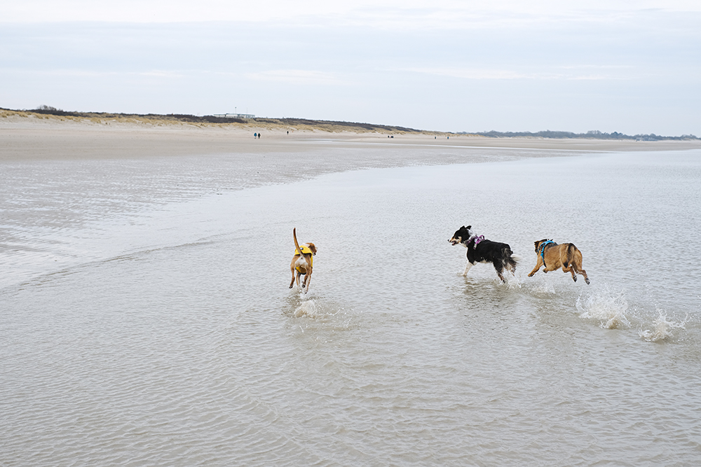 Border Collie Lunatale Mogwai 12 years old, beach walk, www.DOGvision.eu