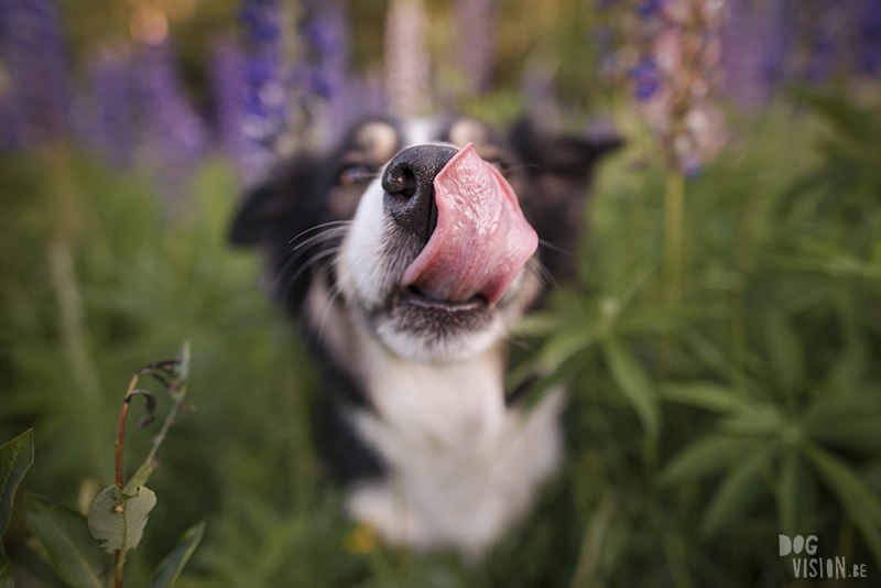 Fenne Kustermans hondenfotografie, fotografie Dalarna Zweden, wandelen met honden in Zweden, Belgen in Zweden, www.DOGvision.be