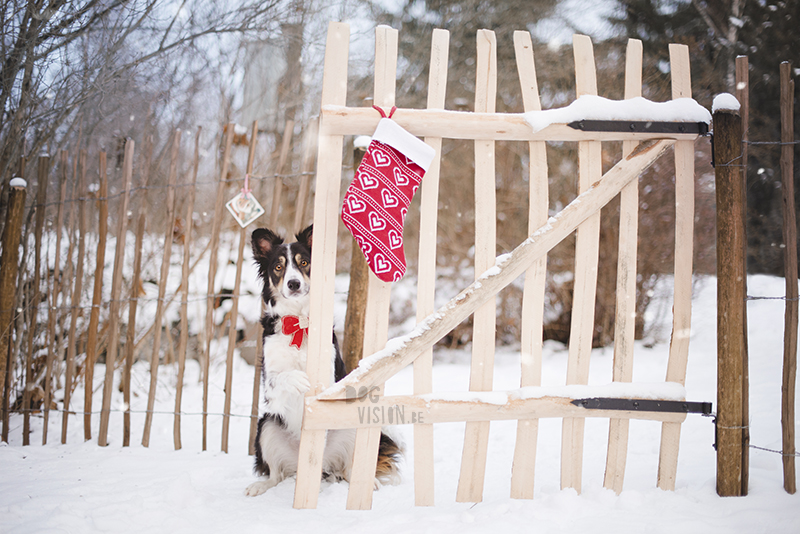 Dog photoshoot ideas snow Christmas, holiday stockings, Border Collie, www.DOGvision.eu