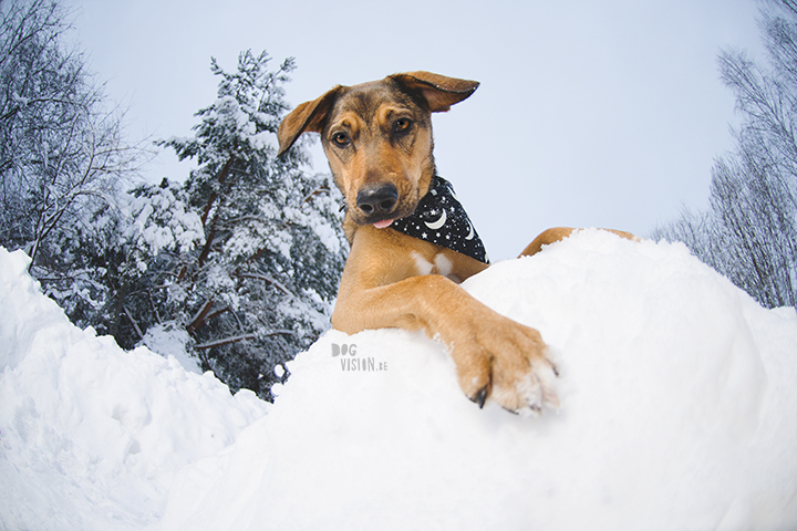 #TongueOutTuesday (05)| dog photography and blog from Sweden | www.DOGvision.eu