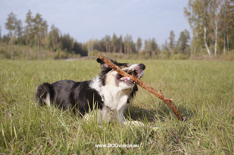 #TongueOutTuesday (40), Fenne Kustermans dog photography Dalarna Sweden, www.DOGvision.eu