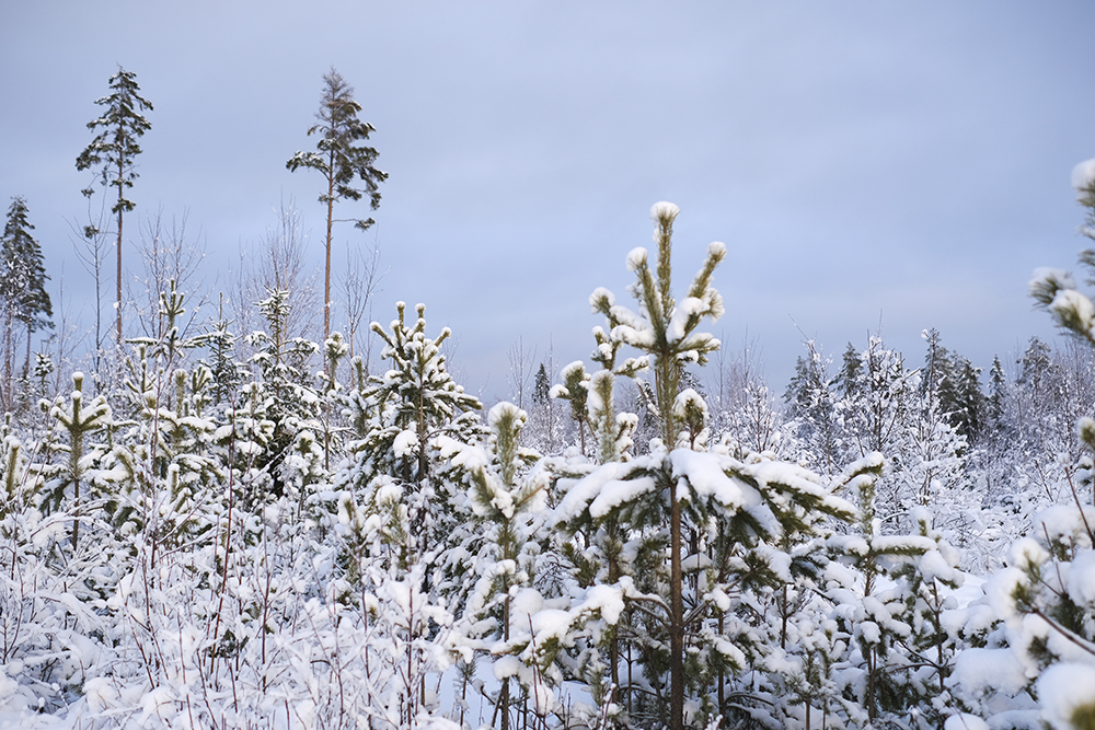 Outdoors with dogs in Sweden, white Christmas Dalarna, Border Collie and mutts, dog photography, www.DOGvision.eu