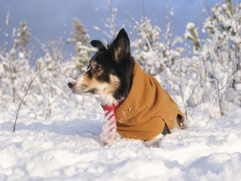 Outdoors with dogs in Sweden, white Christmas Dalarna, Border Collie and mutts, dog photography, www.DOGvision.eu