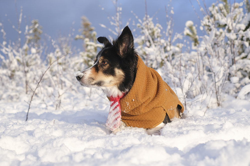 Outdoors with dogs in Sweden, white Christmas Dalarna, Border Collie and mutts, dog photography, www.DOGvision.eu