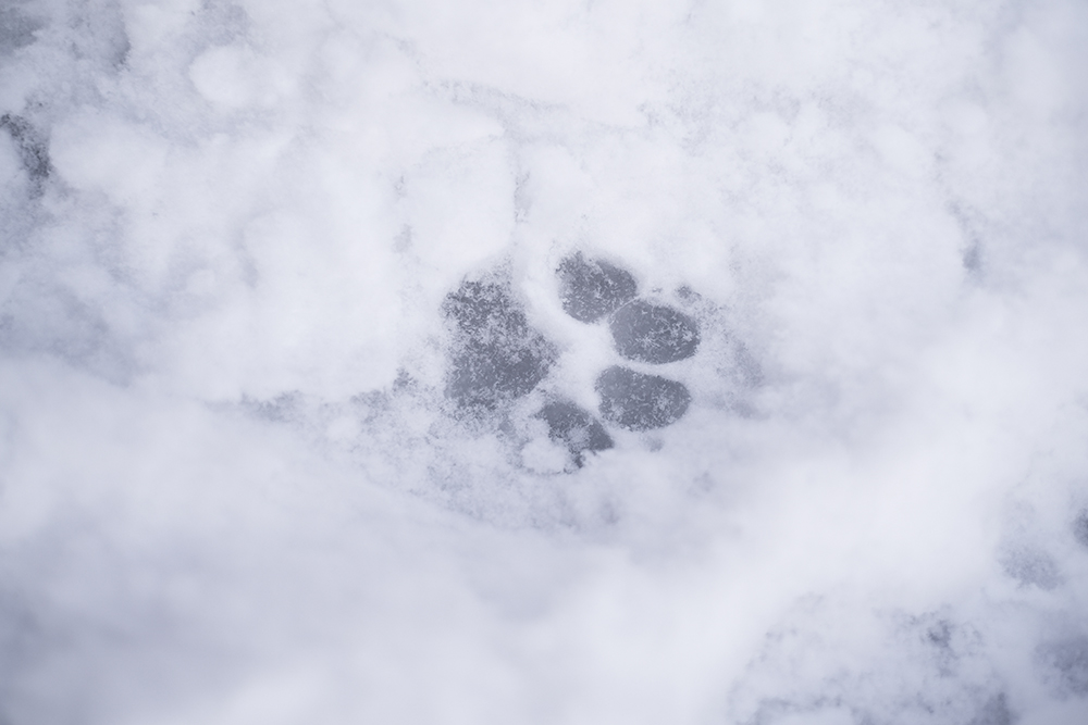 Outdoors with dogs in Sweden, white Christmas Dalarna, Border Collie and mutts, dog photography, www.DOGvision.eu