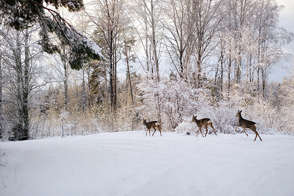 Outdoors with dogs in Sweden, white Christmas Dalarna, Border Collie and mutts, dog photography, www.DOGvision.eu