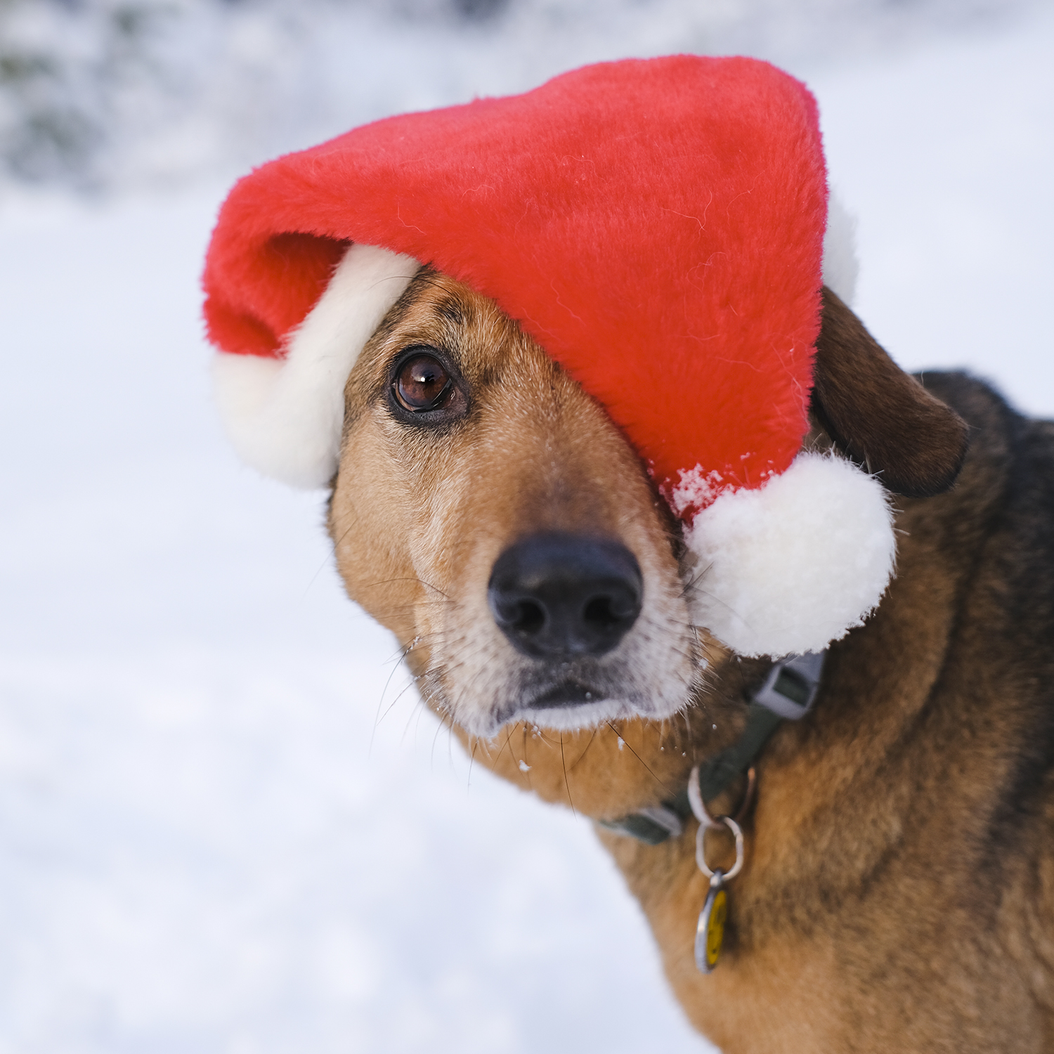 Outdoors with dogs in Sweden, white Christmas Dalarna, Border Collie and mutts, dog photography, www.DOGvision.eu