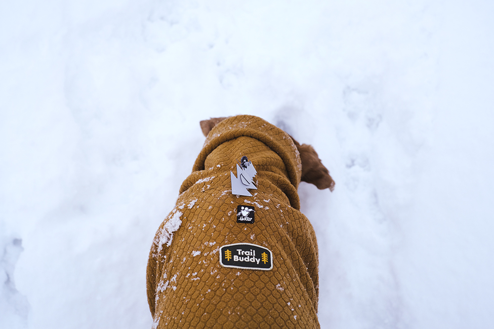 Outdoors with dogs in Sweden, white Christmas Dalarna, Border Collie and mutts, dog photography, www.DOGvision.eu