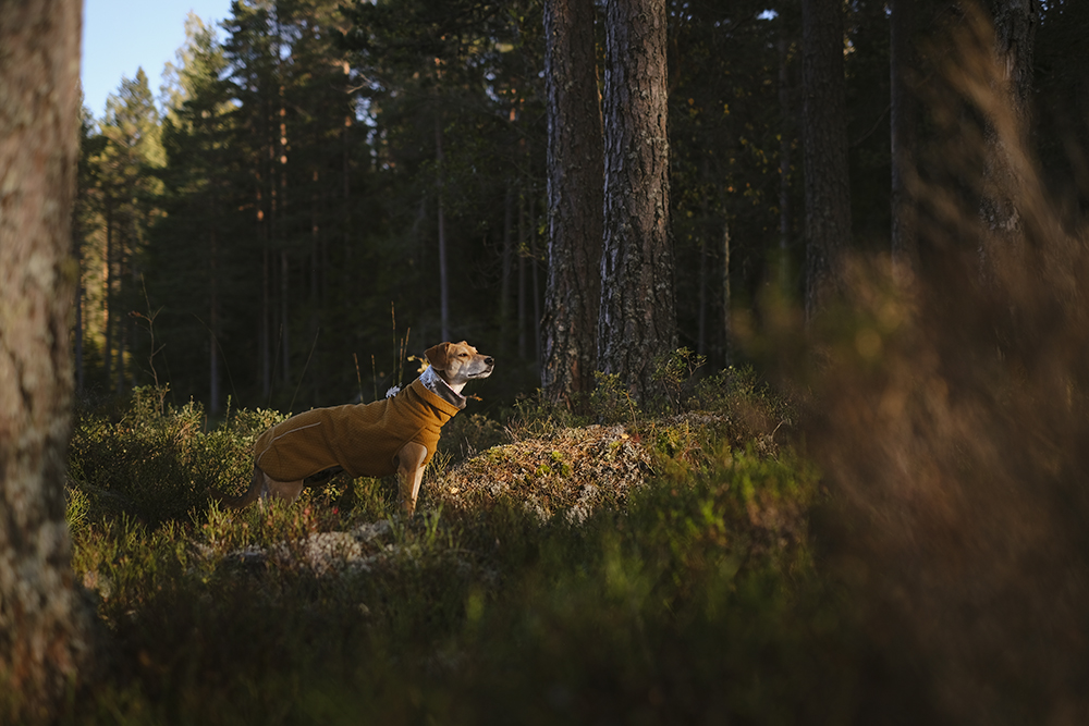 Lizzie in the sun, Hurtta ambassador, Hurtta Midlayer jacket, www.DOGvision.eu