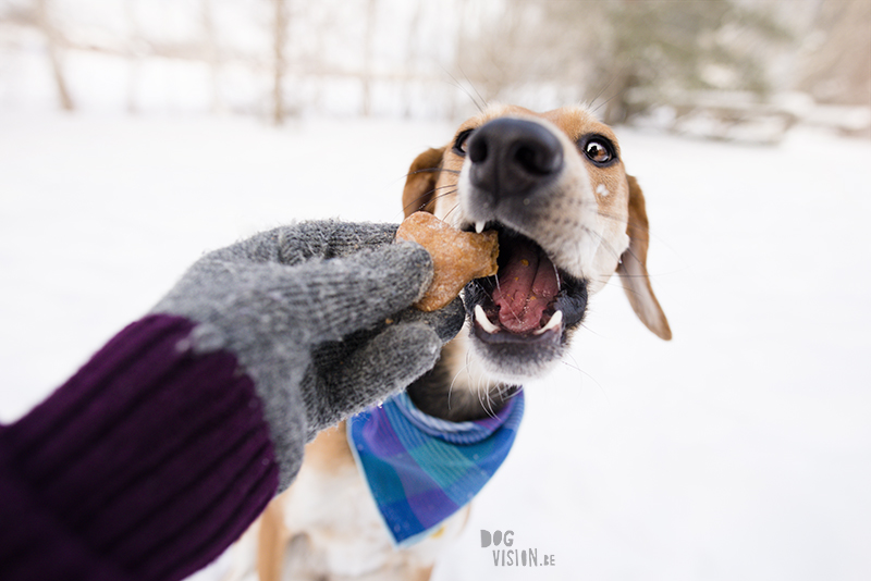 Dog blog, dog photography inspiration, dogs in Sweden, European dog photographer, www.DOGvision.eu