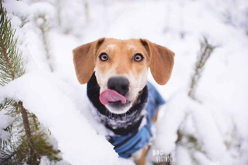 #TongueOutTuesday (49), hondenfotografie Zweden, sneeuw honden, Border Collie fotografie, www.DOGvision.be