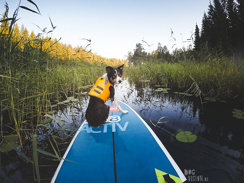 Sup with dogs, Sup met honden, paddleboard, standup paddle dogs, Border Collie, Life vest for dogs, Paddling in Sweden, www.DOGvision.eu