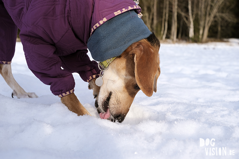 Dog photography Sweden/ Europe. dog coat Hurtta, photographing dogs in snow, Greek rescue dog, www.DOGvision.eu