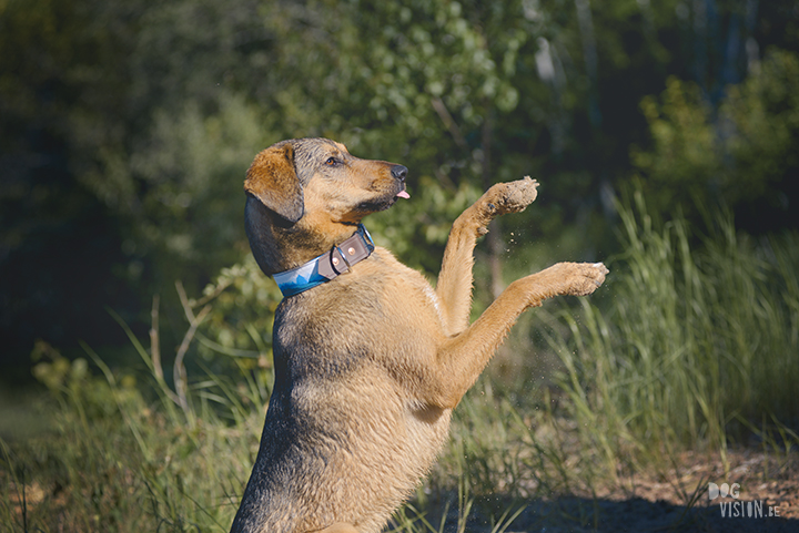 #TongueOutTuesday (23), hondenfotografie, avontuur met honden, fotoproject, Dalarna, www.DOGvision.be