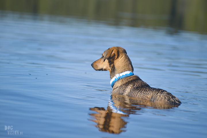 #TongueOutTuesday (23), professionele hondenfotografie, hondenfotografie, avontuur met honden, fotoproject, Dalarna Zweden, www.DOGvision.be