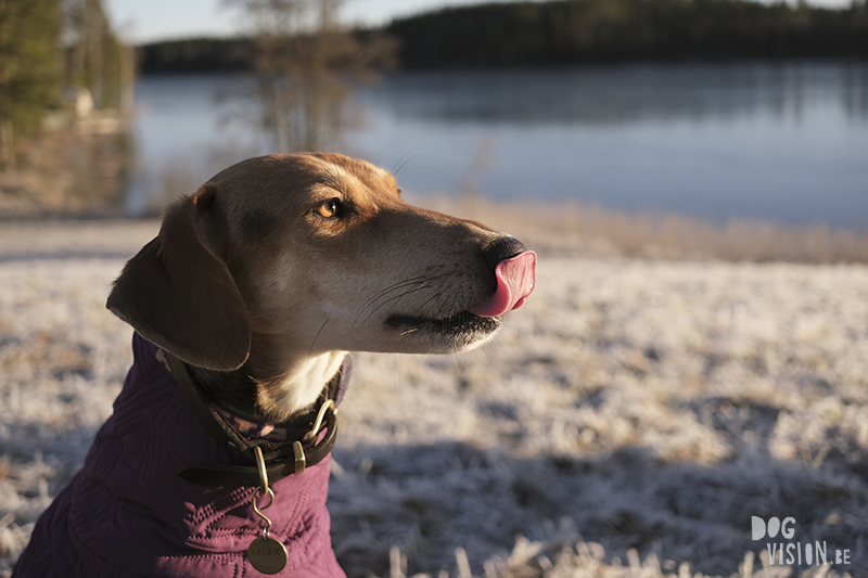 DOGvision adventure dog photography, Fenne Kustermans, dogs in Sweden, Nordic dogs, Rescue dogs, www.DOGvision.eu