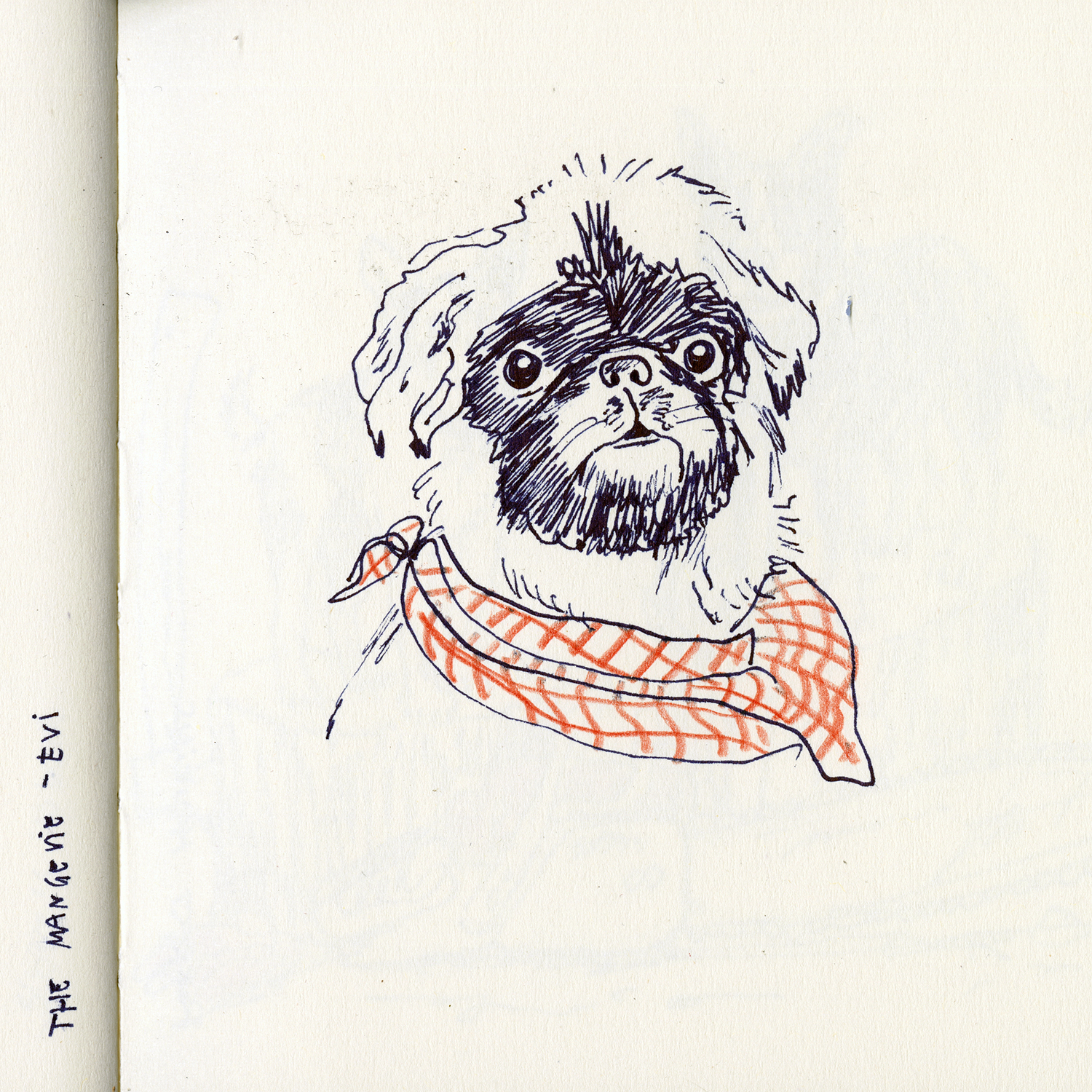 Dog drawings and illustration, Fenne, www.DOGvision.eu