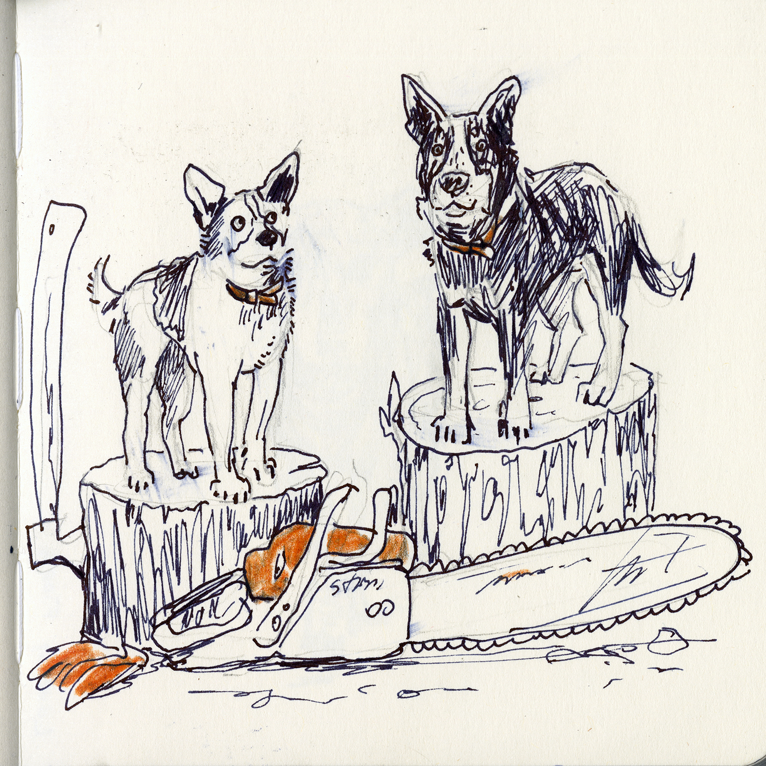 Dog drawings and illustration, Fenne, www.DOGvision.eu