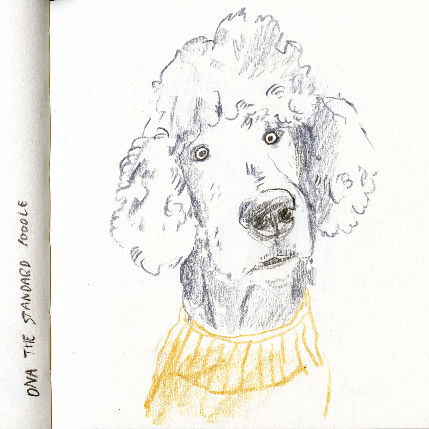 Dog drawings and illustration, Fenne, www.DOGvision.eu