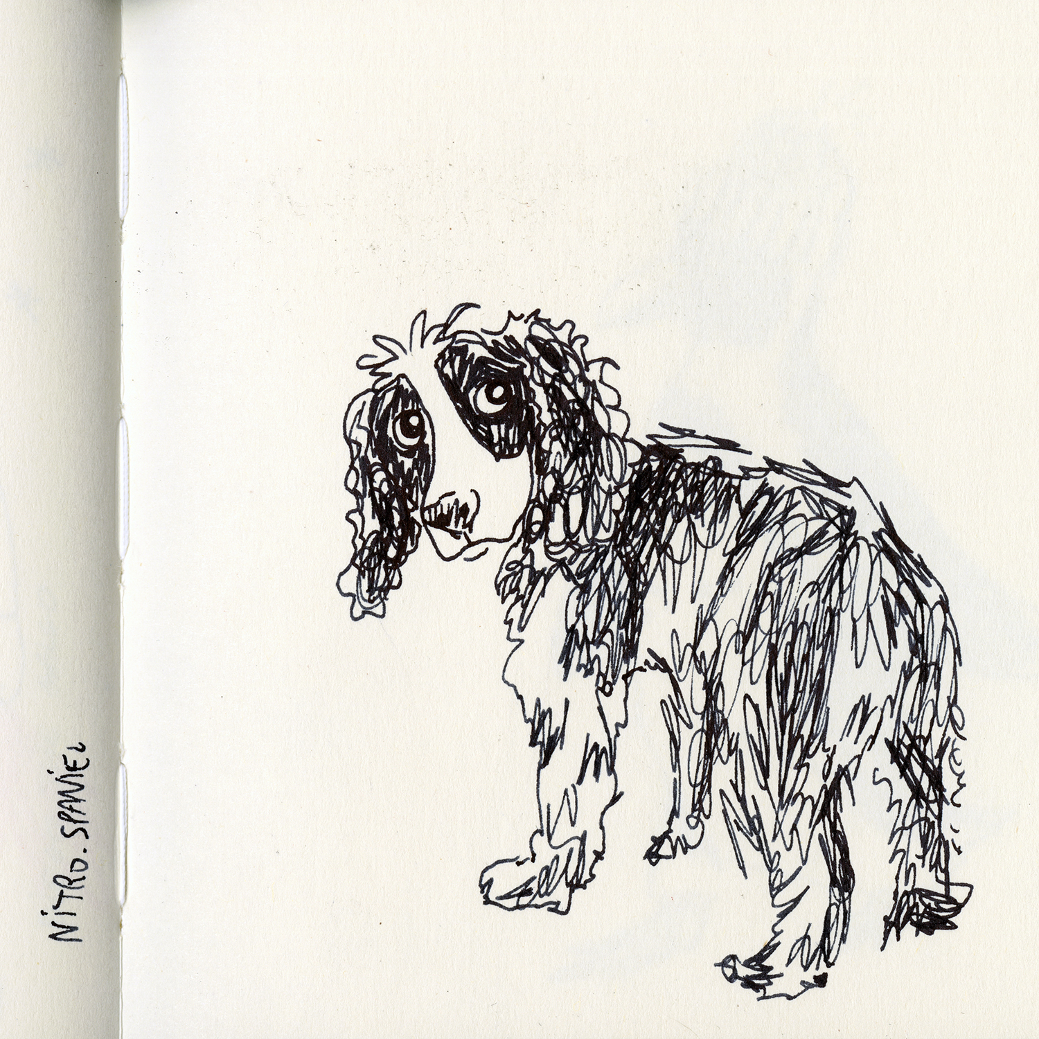 Dog drawings and illustration, Fenne, www.DOGvision.eu