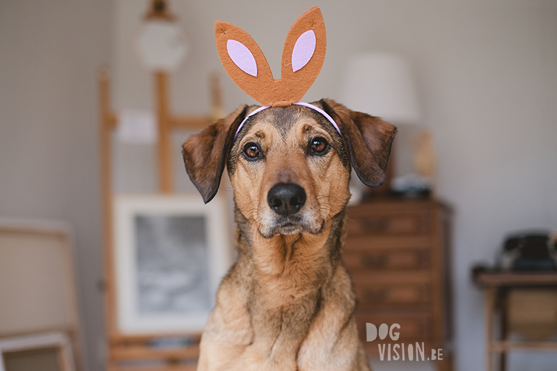 Happy Easter, Easter dog photo, Easter photoshoot ideas, cabin hound, dog photography Europe, Sweden, Dalarna. www.DOGvision.eu