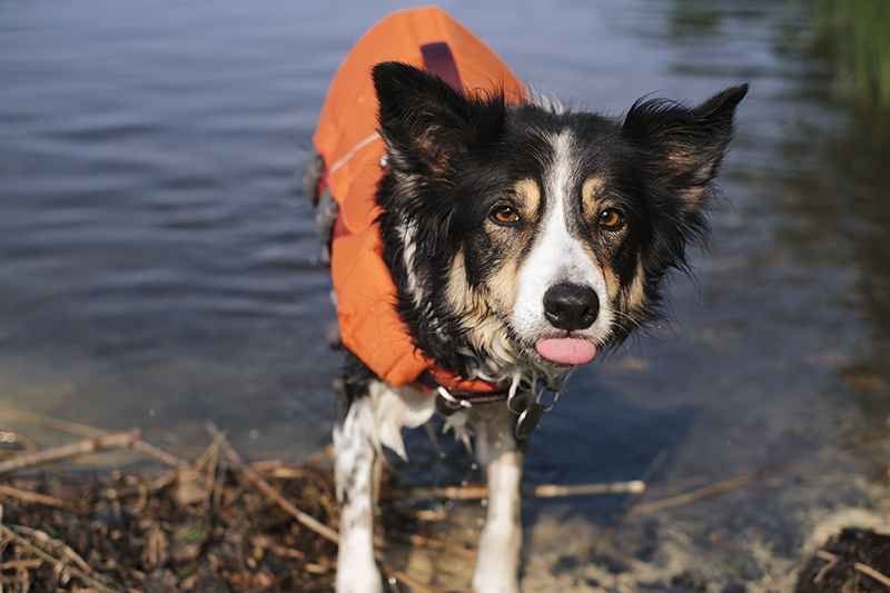 #TongueOutTuesday, funny faces dog photography, Mogwai senior Border Collie, Sweden, Hurtta adventurer 2023, www.DOGvision.eu