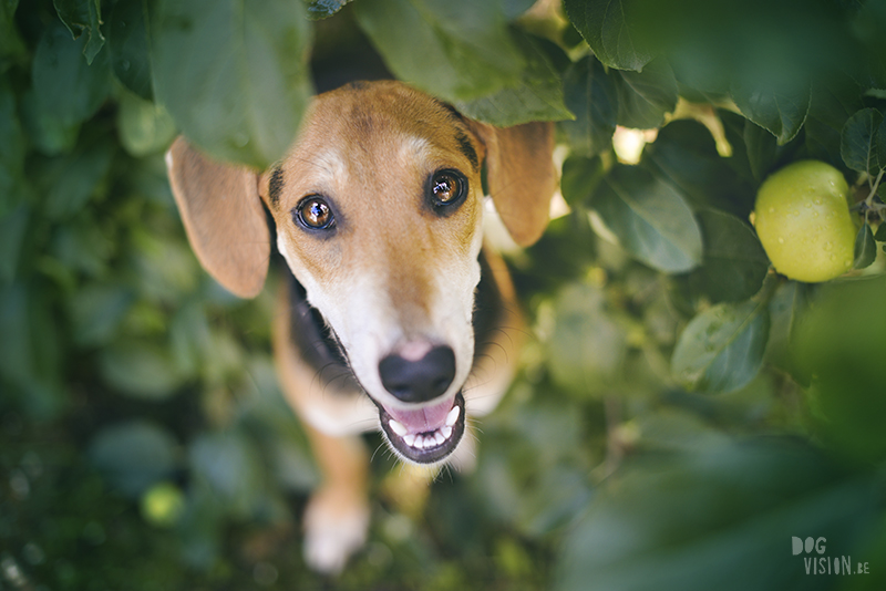 rescue dog Greece, dog photography project, dog photographer Europe, www.dogvision.eu