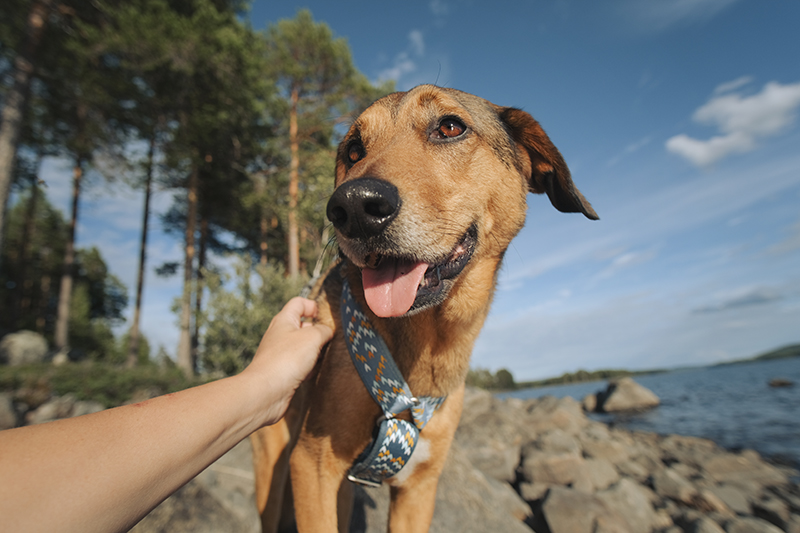 #TongueOutTuesday (32), dog photography, camping with dogs Sweden, www.DOGvision.eu