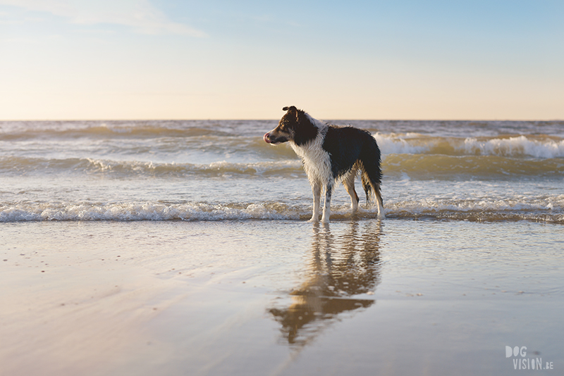 #TongueOutTuesday (26), dog photography challenge, border collie at the beach, dog photographer, Cadzand, www.DOGvision.eu