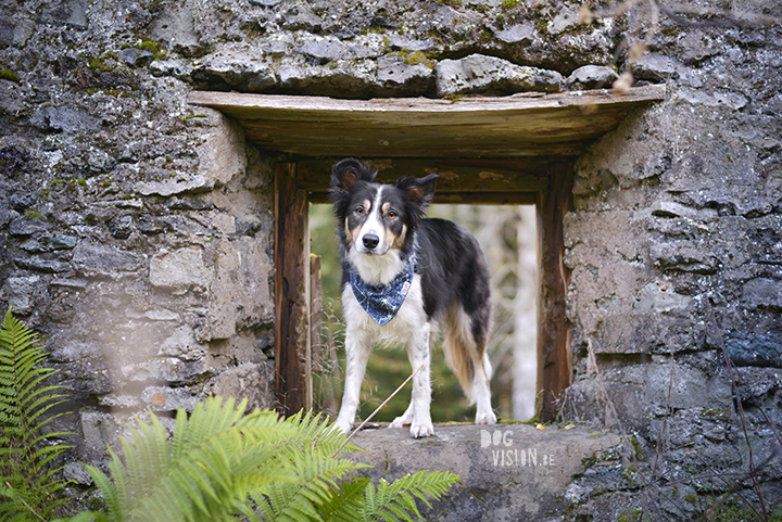 Hiking with dogs in Sweden: Jätturn naturreservat (Dalarna) | blog and dog photography: www.DOGvision.eu