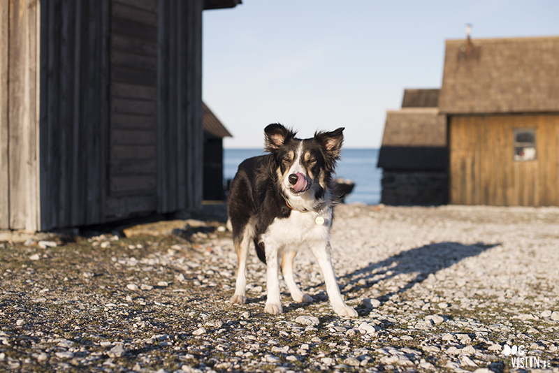 #TongueOutTuesday (09), weekly dog blog, dog photography Sweden, hundfotografi, Gotland, www.dogvision.eu