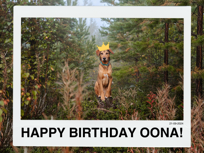 Birthday dog Oona, Hurtta giveaway Monsoon coat eco. www.DOGvision.eu