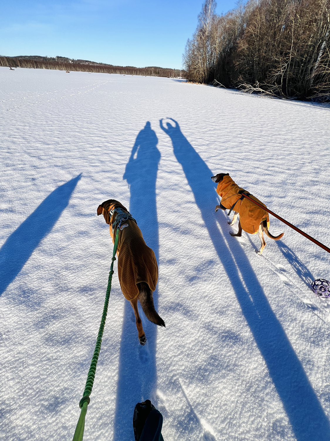 Skijoring on a frozen lake, Sweden, www.DOGvision.eu