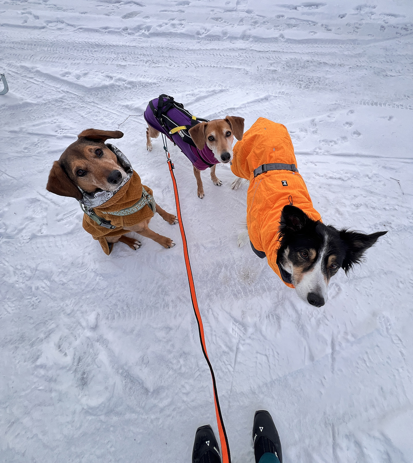 Skijoring on a frozen lake, Sweden, www.DOGvision.eu