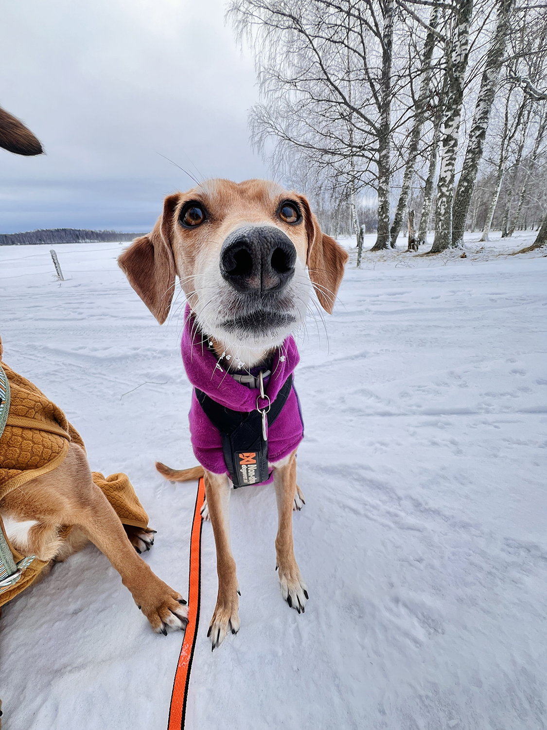 Skijoring on a frozen lake, Sweden, www.DOGvision.eu