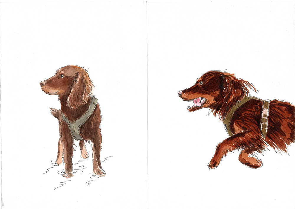 Daily dog drawing challenge, dog illustration, www.DOGvision.eu