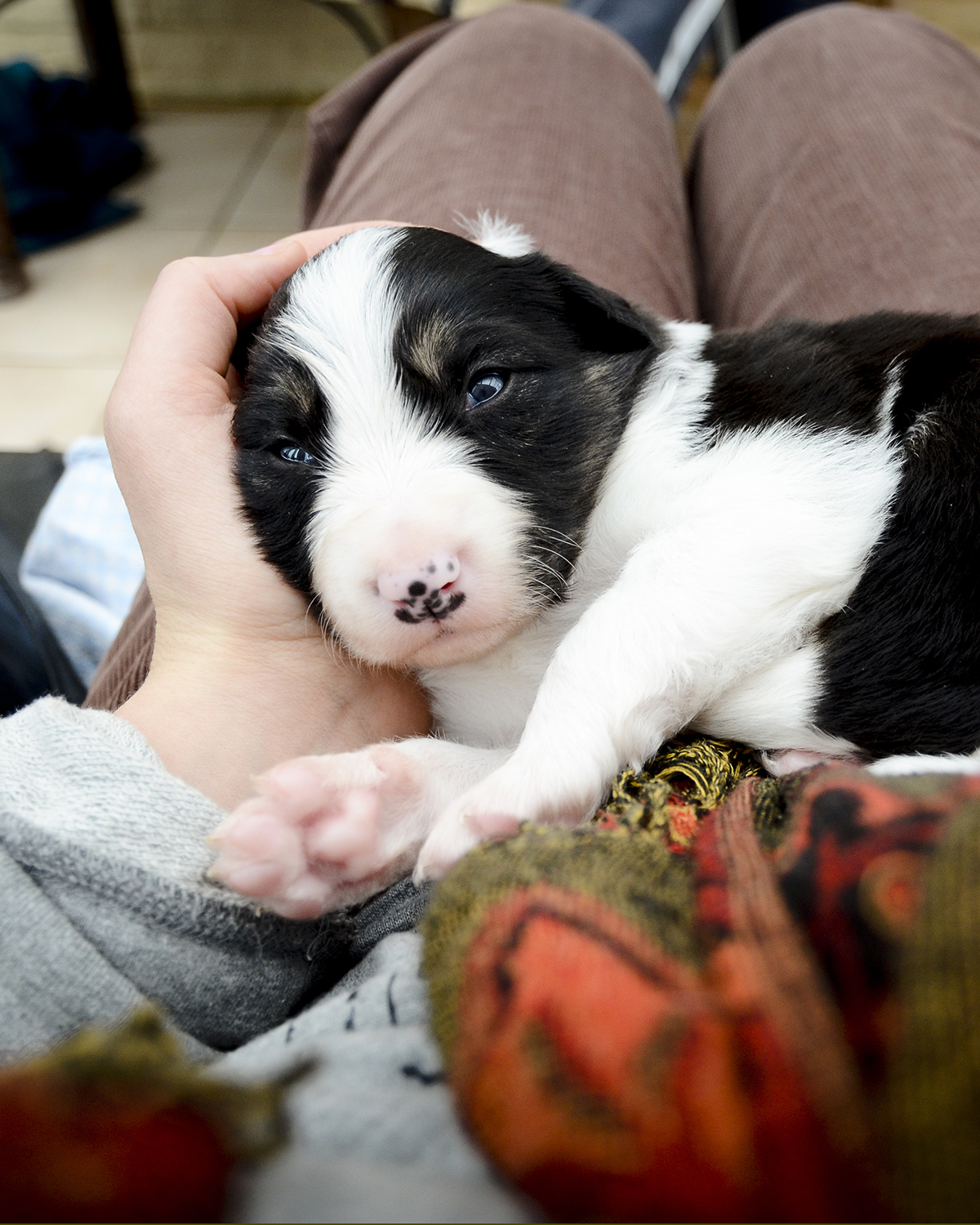 Border Collie puppy Lunatale Mogwai, dog photography, www.DOGvision.eu