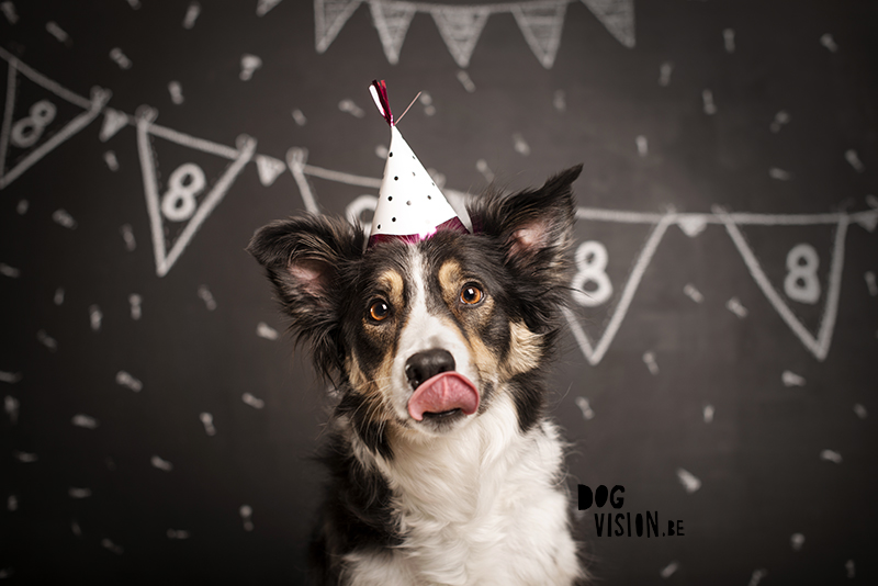 #TongueOutTuesday (09), Mogwai Border Collie dog birthday, dog photography, dog blog, hiking dogs in Sweden, www.DOGvision.eu