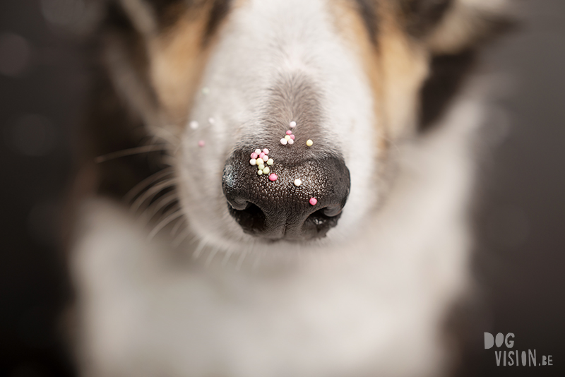 Birthday dog, Tricolor Border Collie, birthday photoshoot, krijtverf, verjaardags fotoshoot, www.DOGvision.eu