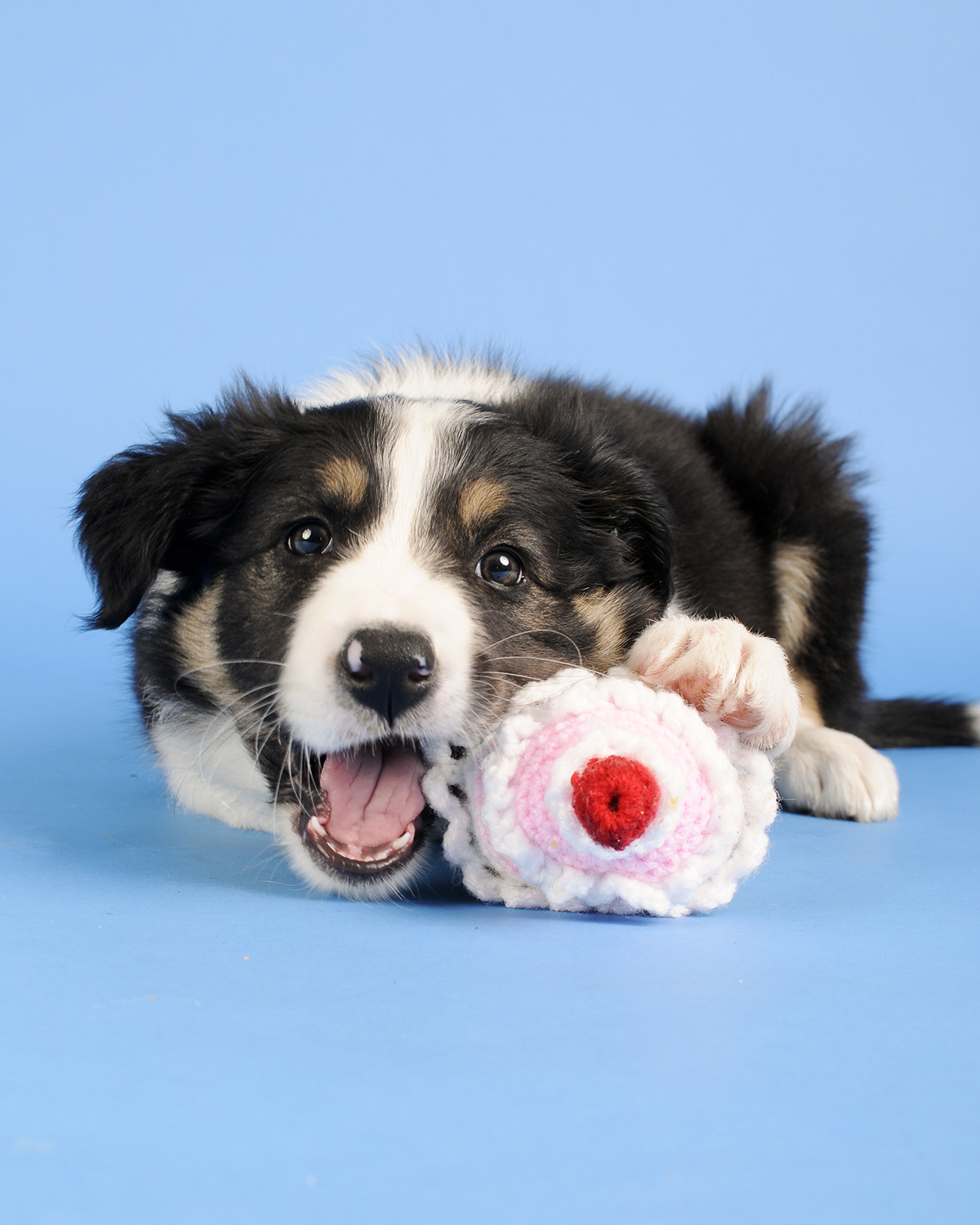 Border Collie puppy Lunatale Mogwai, dog photography, www.DOGvision.eu