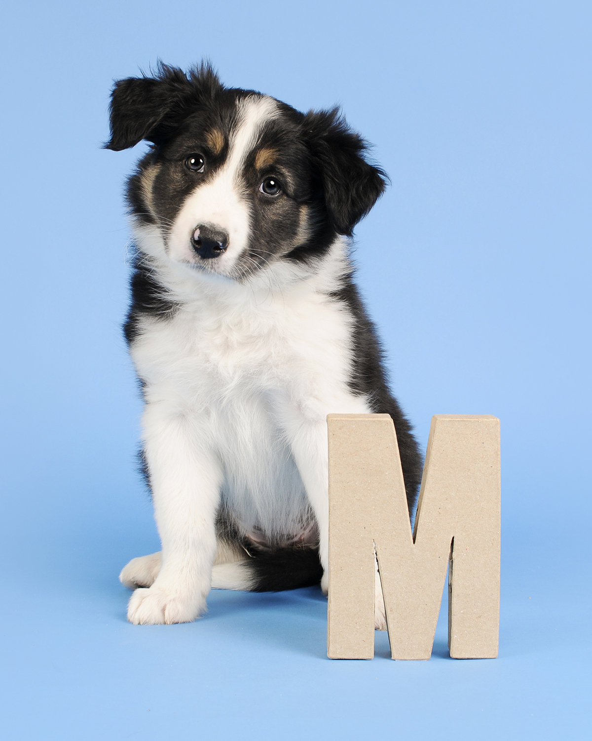 Border Collie puppy Lunatale Mogwai, dog photography, www.DOGvision.eu